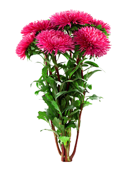 Caja con 9 rosas Multicolor Arcoiris 