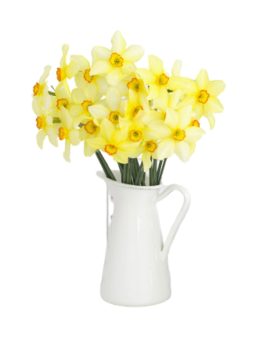 Caja con 3 rosas Multicolor Arcoiris 