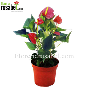 Planta de Anturio Rojo