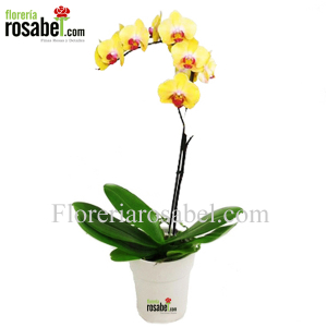 Planta de Orquídea 02